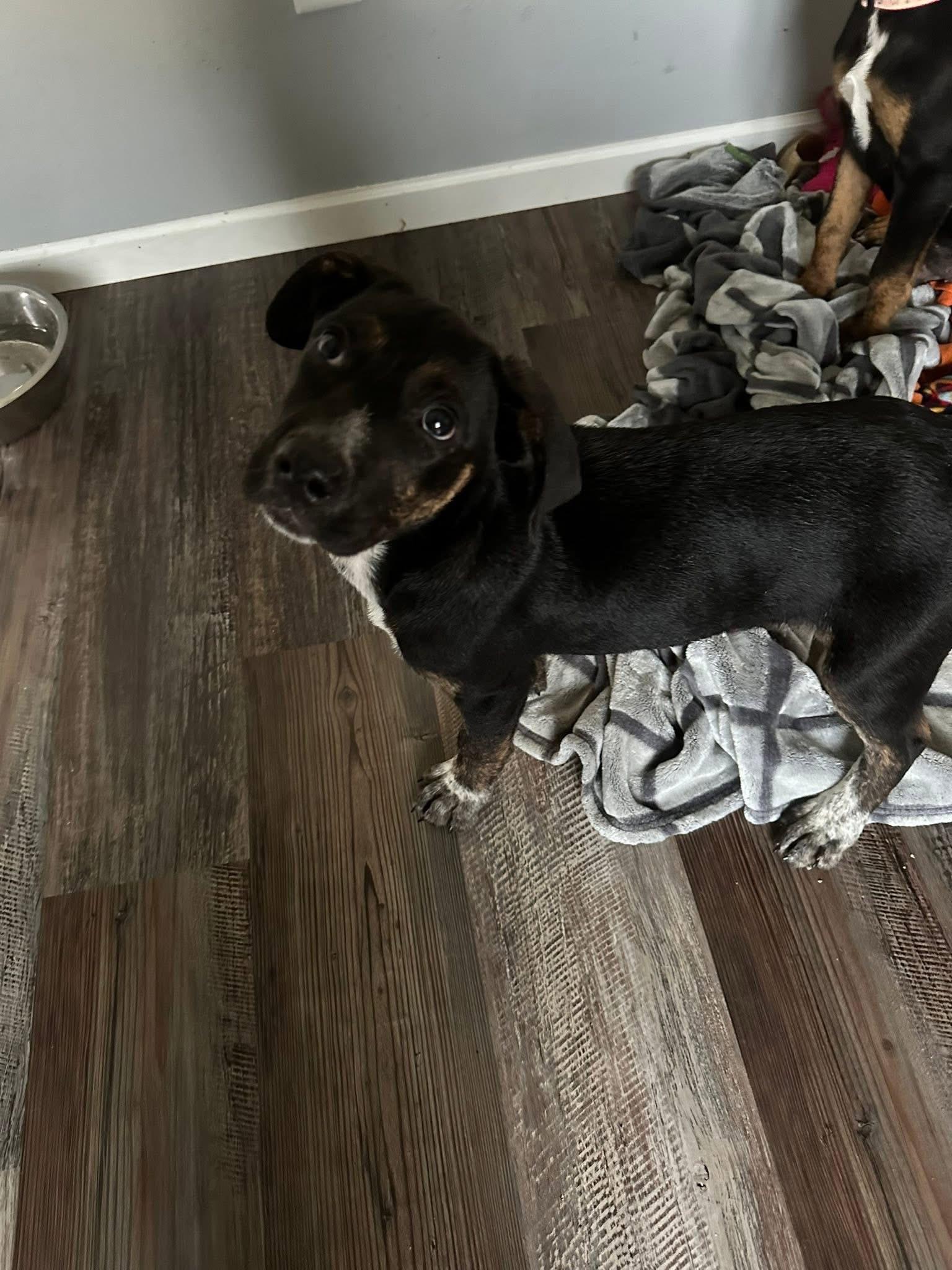 Enlarge Pringle the handsome puppy!, an adopted mixed breed in Muskego, WI image 6/6