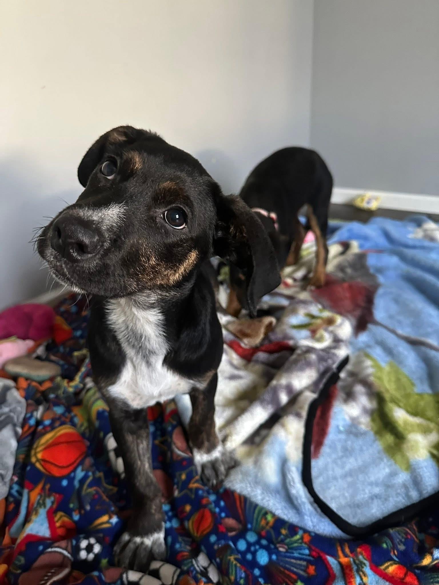 Enlarge Pringle the handsome puppy!, an adopted mixed breed in Muskego, WI image 1/6