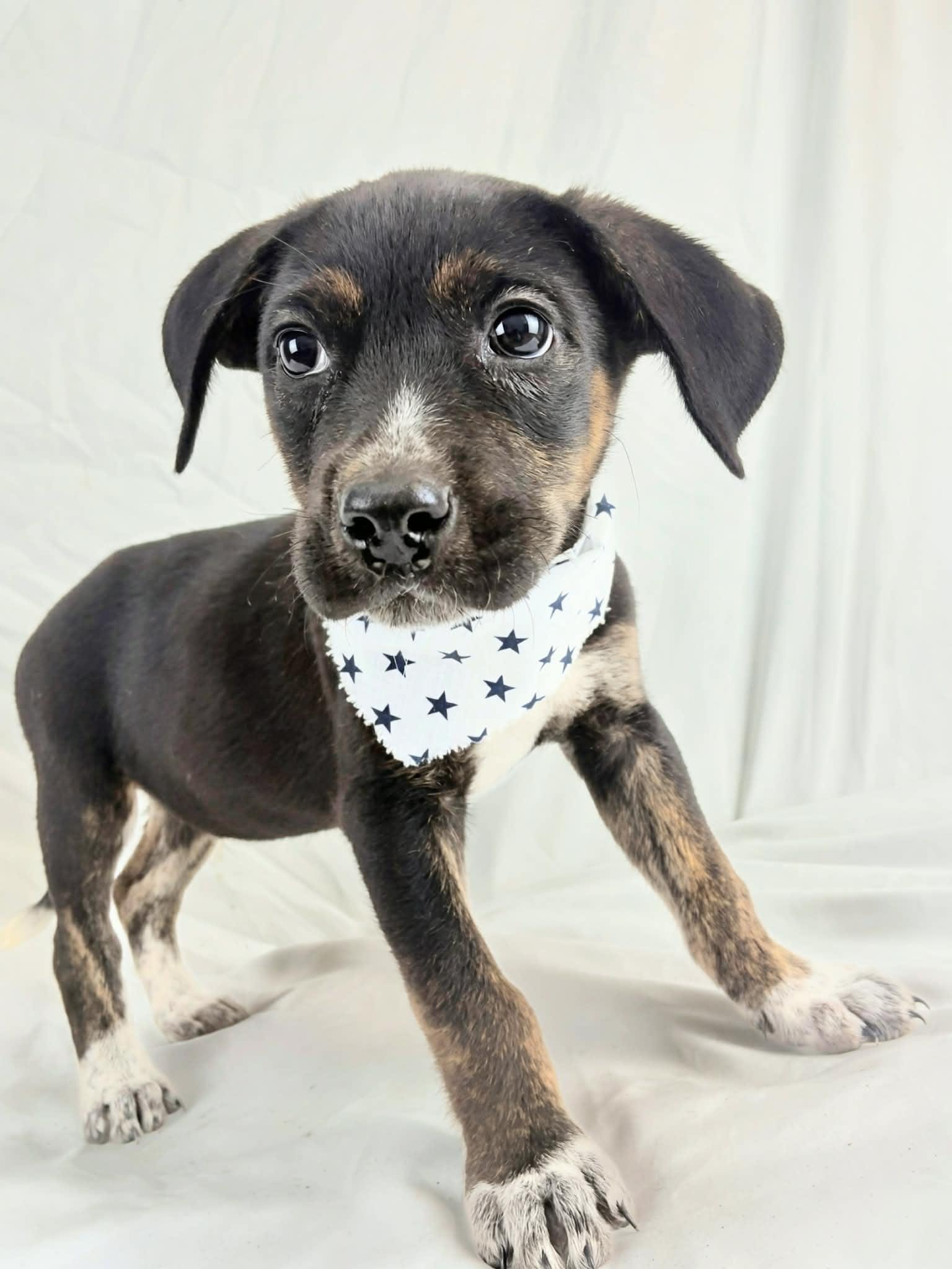 Enlarge Pringle the handsome puppy!, an adopted mixed breed in Muskego, WI image 3/6