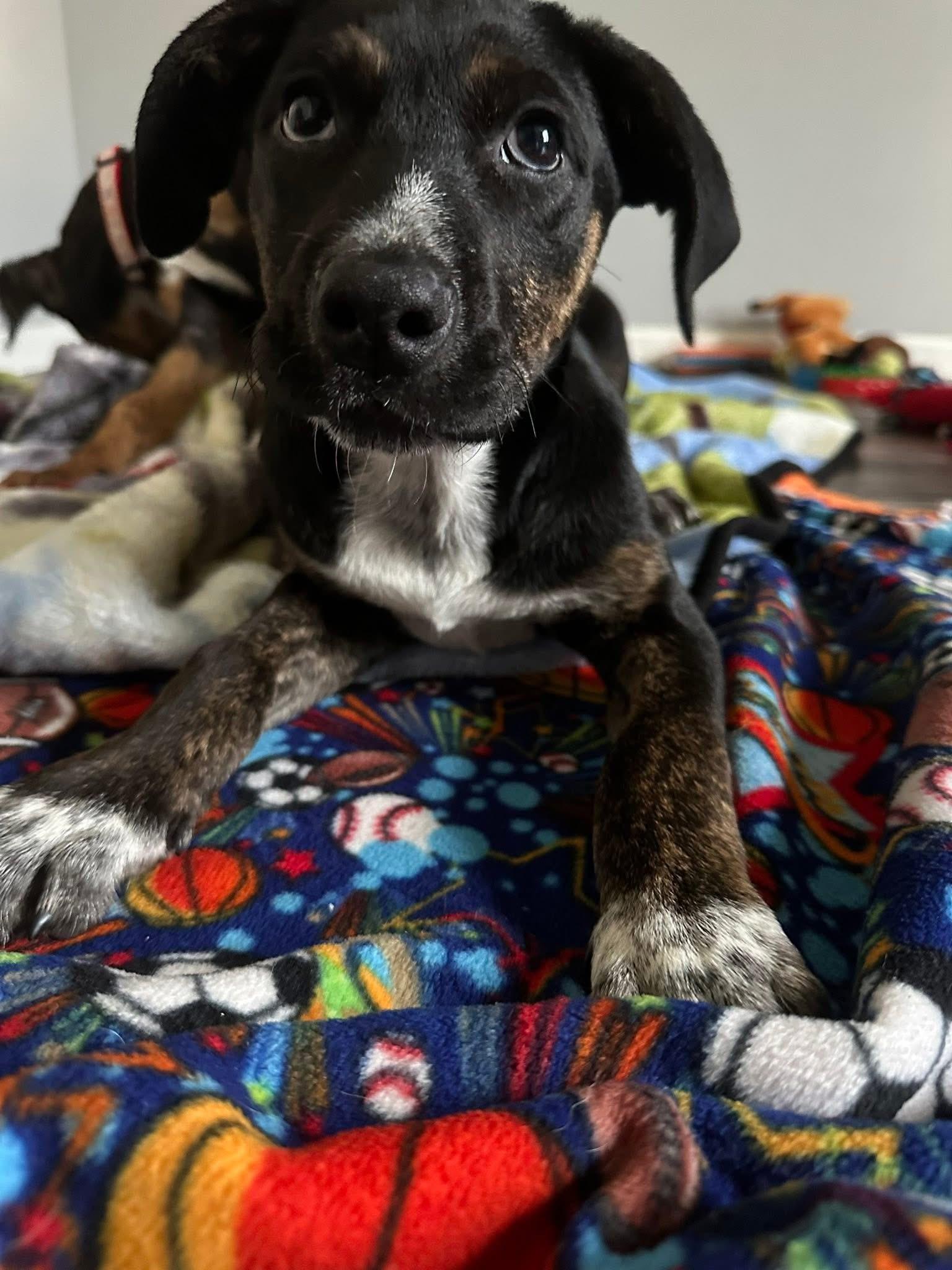 Enlarge Pringle the handsome puppy!, an adopted mixed breed in Muskego, WI image 5/6