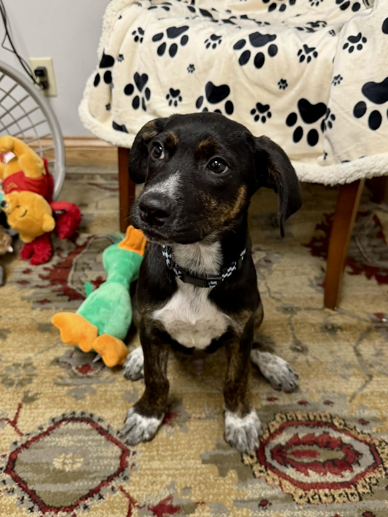 Enlarge Pringle the handsome puppy!, an adopted mixed breed in Muskego, WI image 4/6