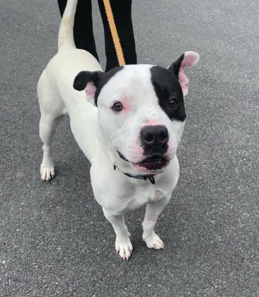 Petey, Adoptable, Adult Male Pit Bull Terrier & Mixed Breed.