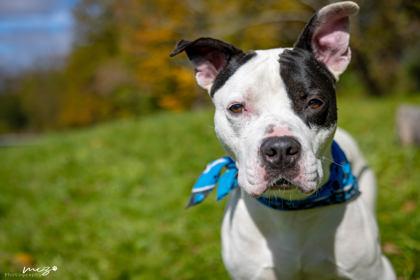 Petey, Adoptable, Adult Male Pit Bull Terrier & Mixed Breed.