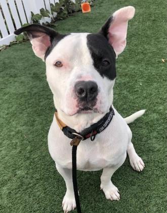 Enlarge Petey, a Adoptable mixed breed in Clarks Summit, PA image 3/3