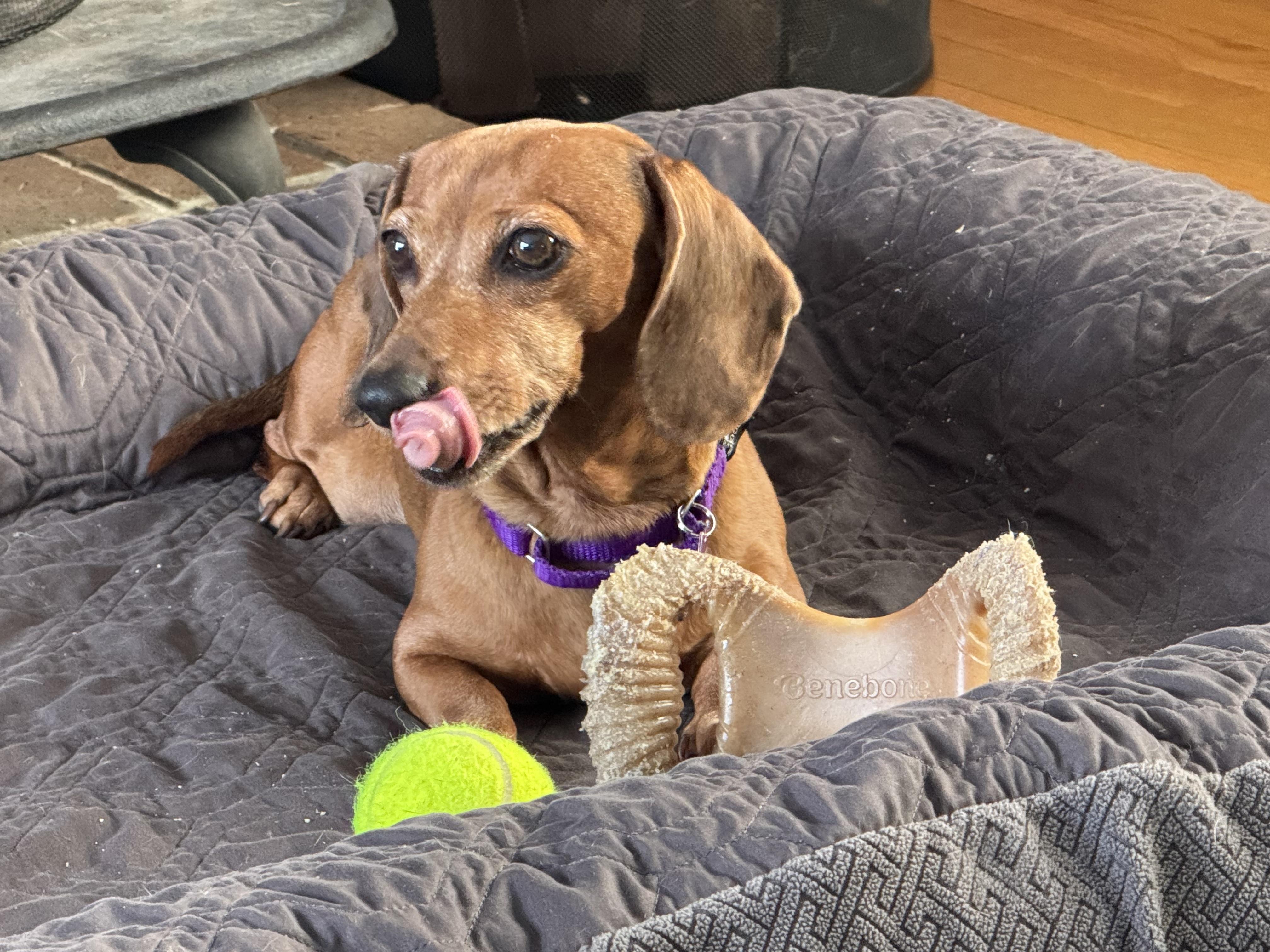 Nougat, adoptable, Senior Female Miniature Dachshund.