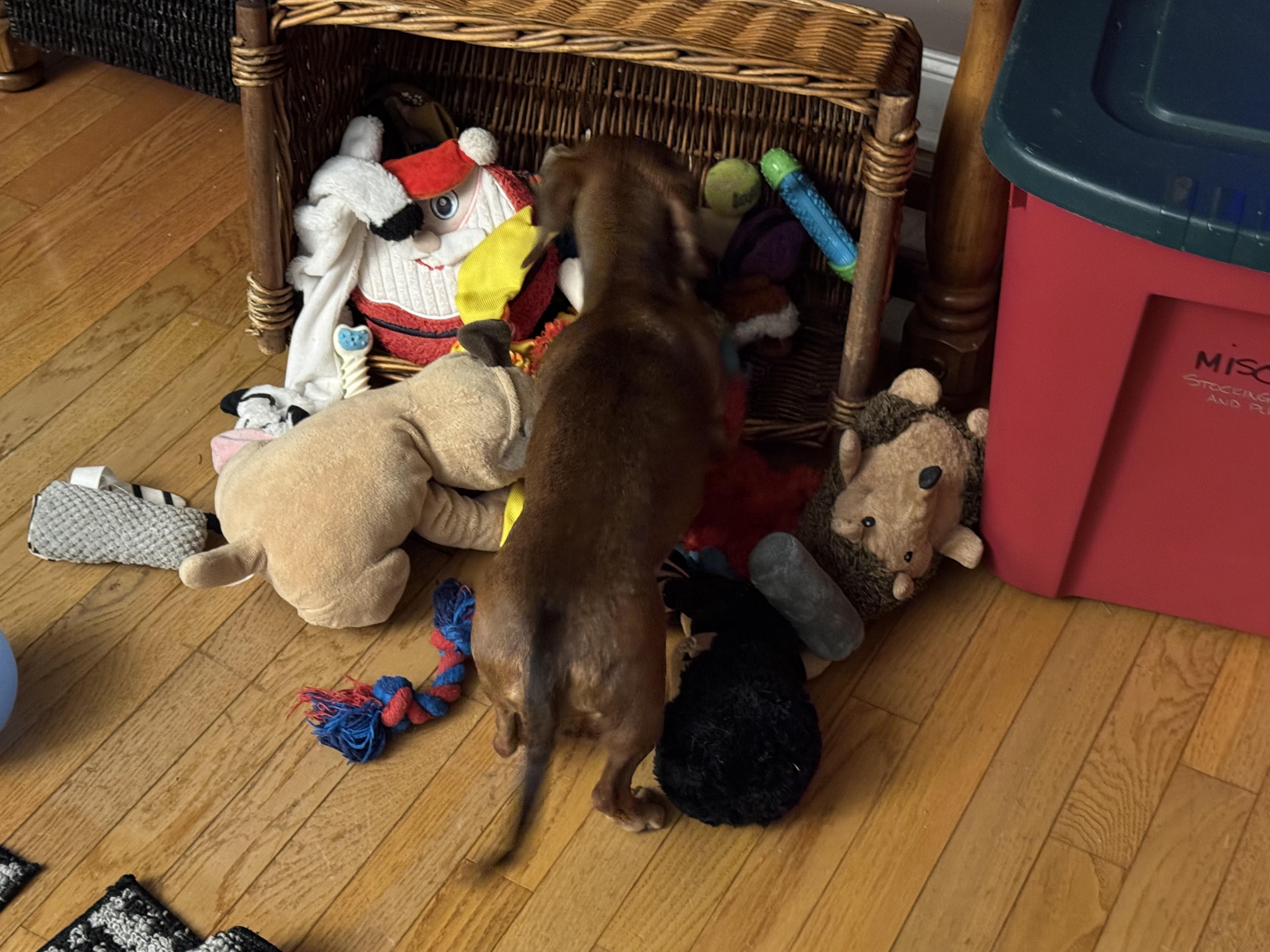 Nougat, an adoptable Miniature Dachshund in Whitewater, WI image 2/5