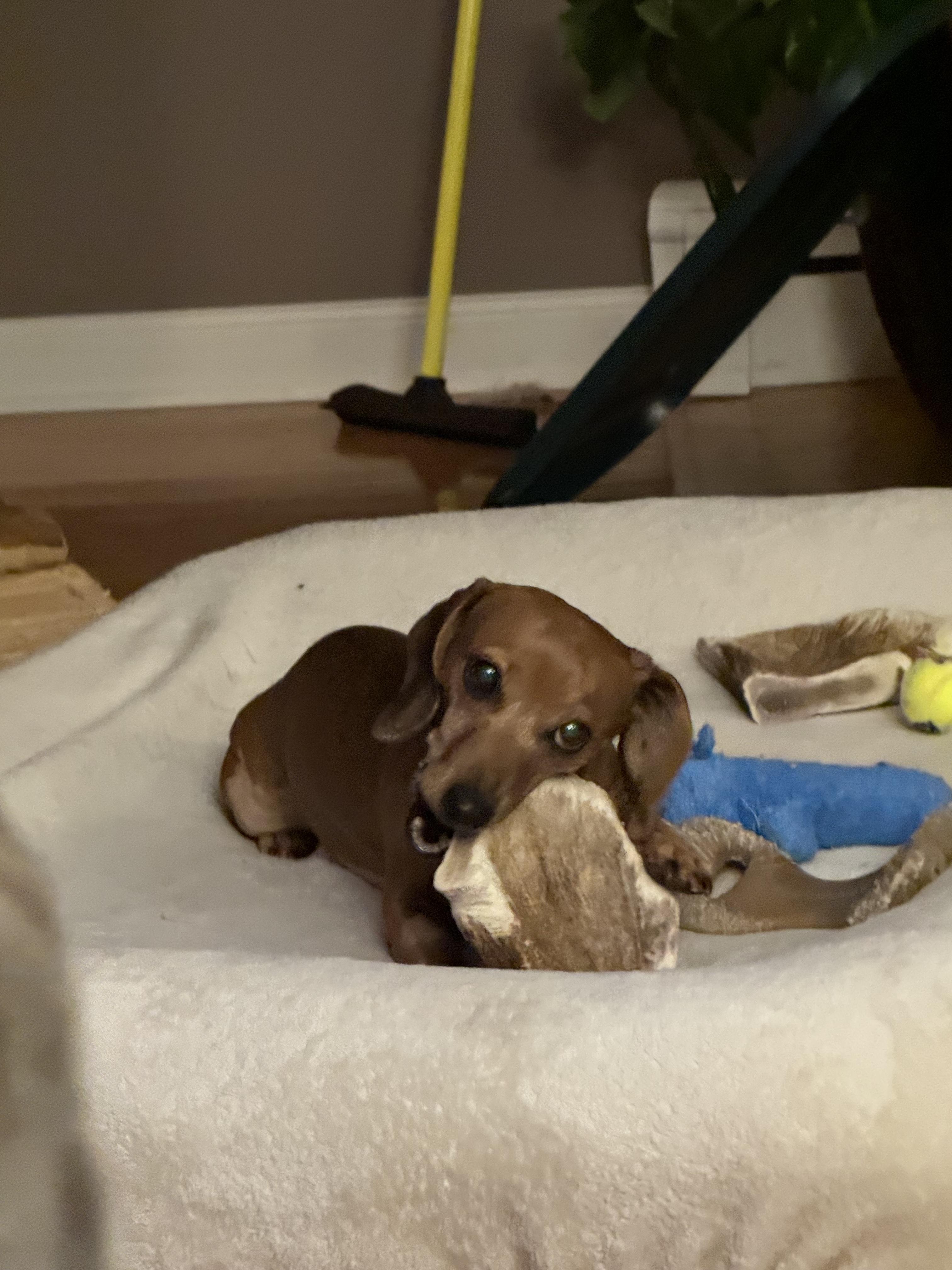 Nougat, an adoptable Miniature Dachshund in Whitewater, WI image 4/5