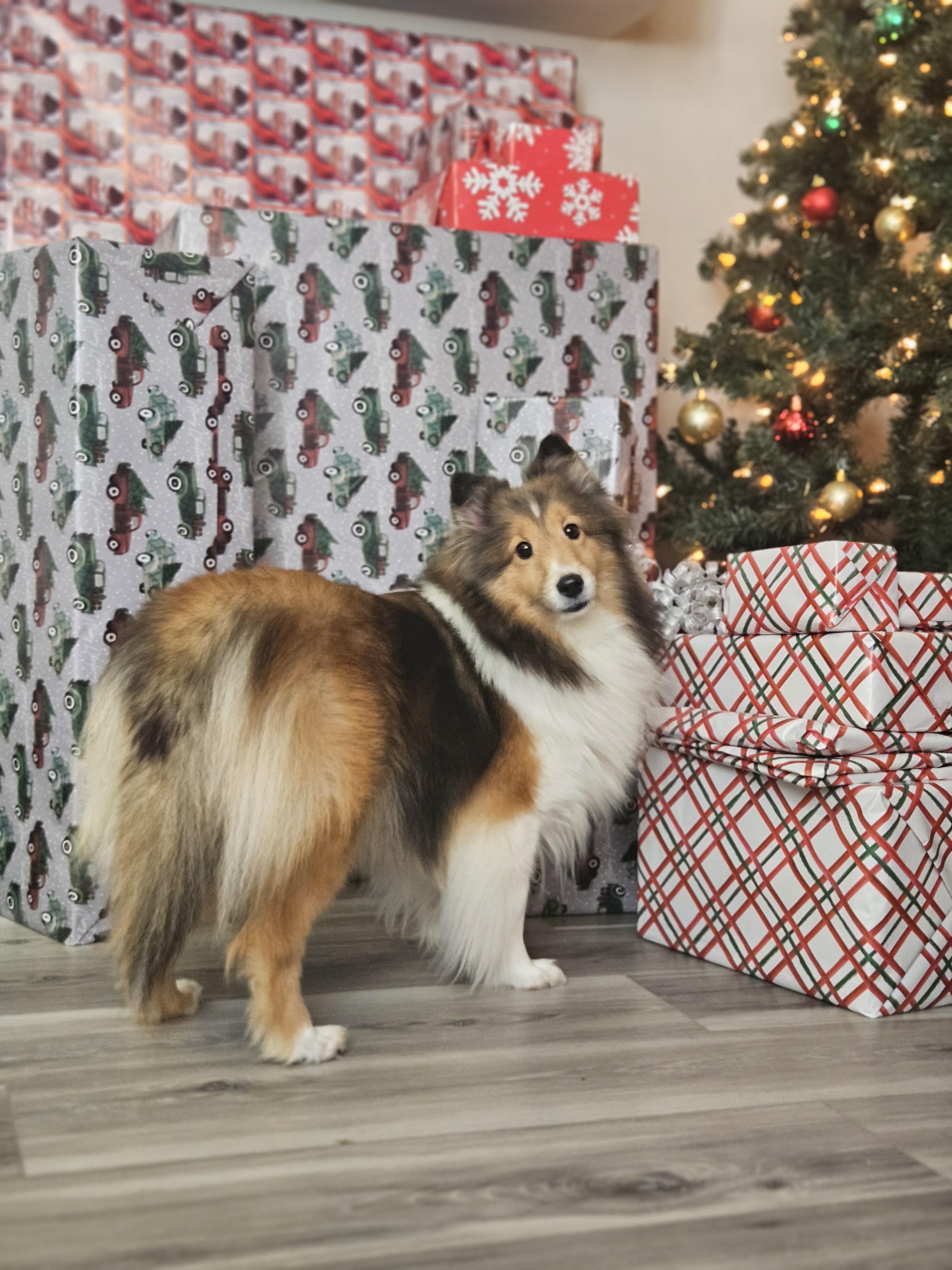 Ana- Read Bio before inquiring, adoptable, Adult Female Shetland Sheepdog / Sheltie.