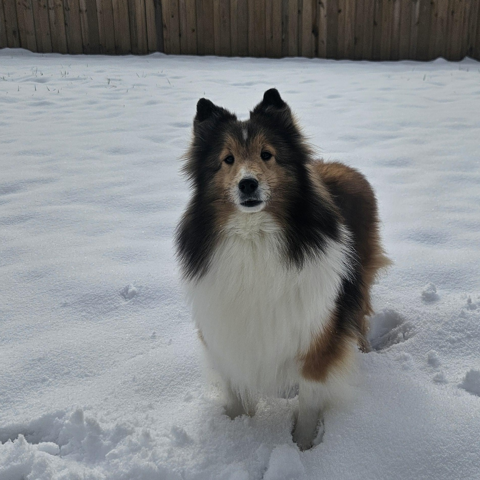 Ana- Read Bio before inquiring, adopted, Adult Female Shetland Sheepdog / Sheltie.