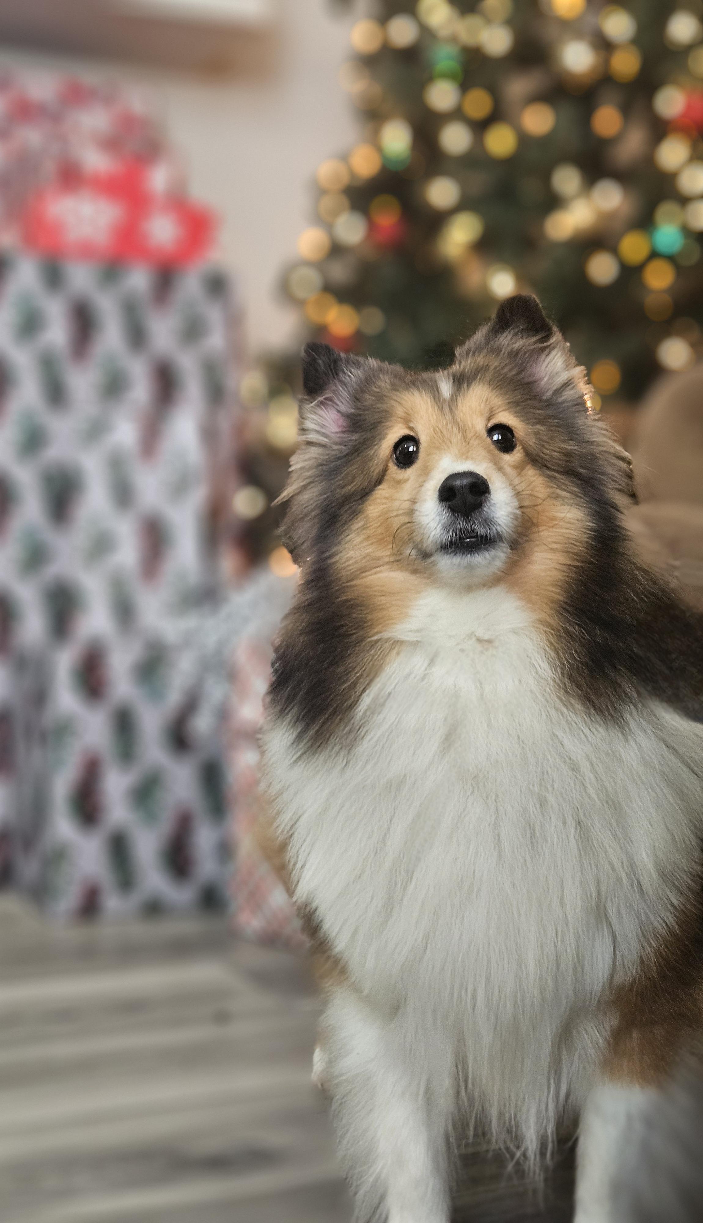 Enlarge Ana- Read Bio before inquiring, an adoptable Shetland Sheepdog / Sheltie in Ramsey, IN image 3/4