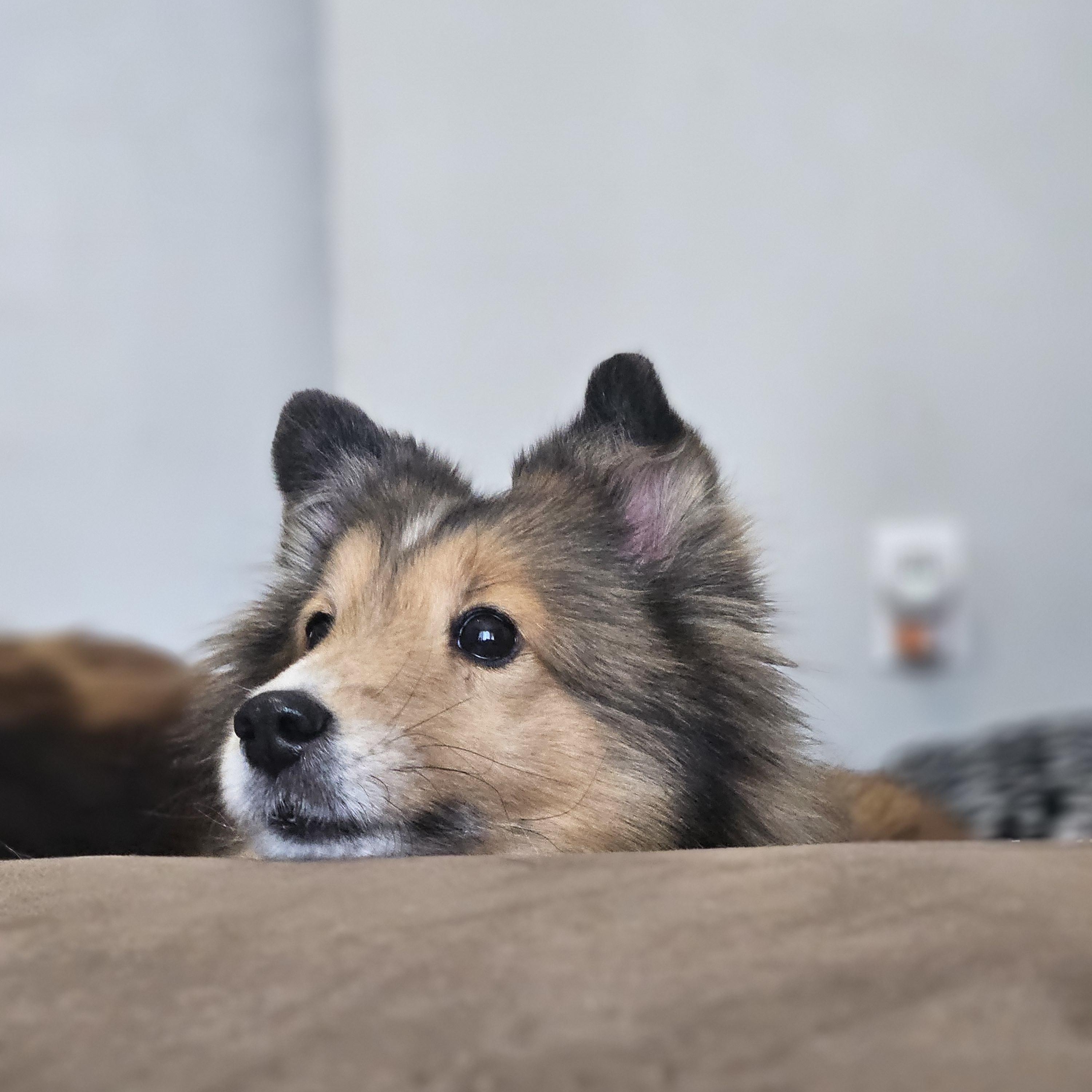 Enlarge Ana- Read Bio before inquiring, an adoptable Shetland Sheepdog / Sheltie in Ramsey, IN image 4/4