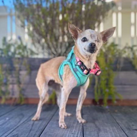 Enlarge Zelda, a Adoptable Chihuahua in Pacific Grove, CA image 1/6