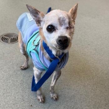 Enlarge Zelda, a Adoptable Chihuahua in Pacific Grove, CA image 2/6