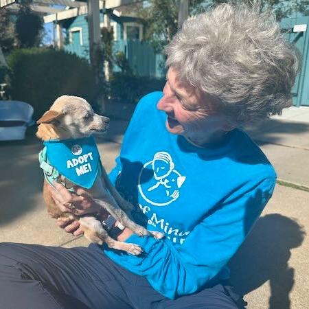 Enlarge Zelda, a Adoptable Chihuahua in Pacific Grove, CA image 3/6