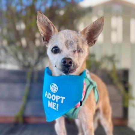 Enlarge Zelda, a Adoptable Chihuahua in Pacific Grove, CA image 4/6