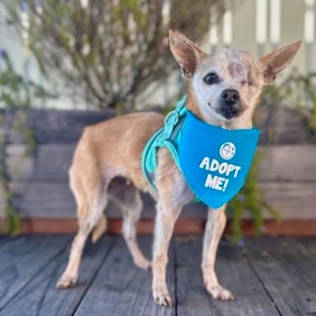 Enlarge Zelda, a Adoptable Chihuahua in Pacific Grove, CA image 5/6