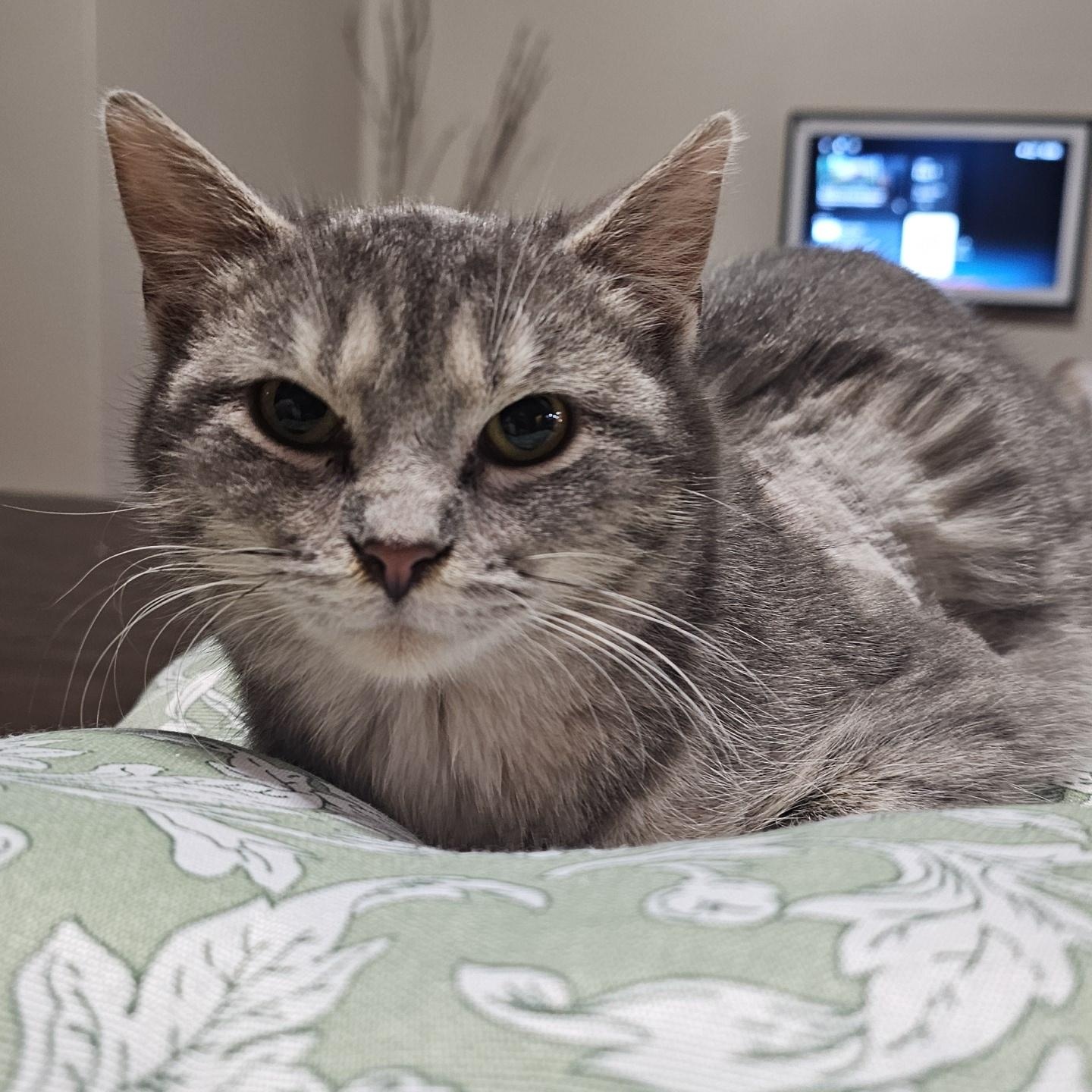 Enlarge Gully, a ADOPTABLE Domestic Short Hair in Pardeeville, WI image 4/4