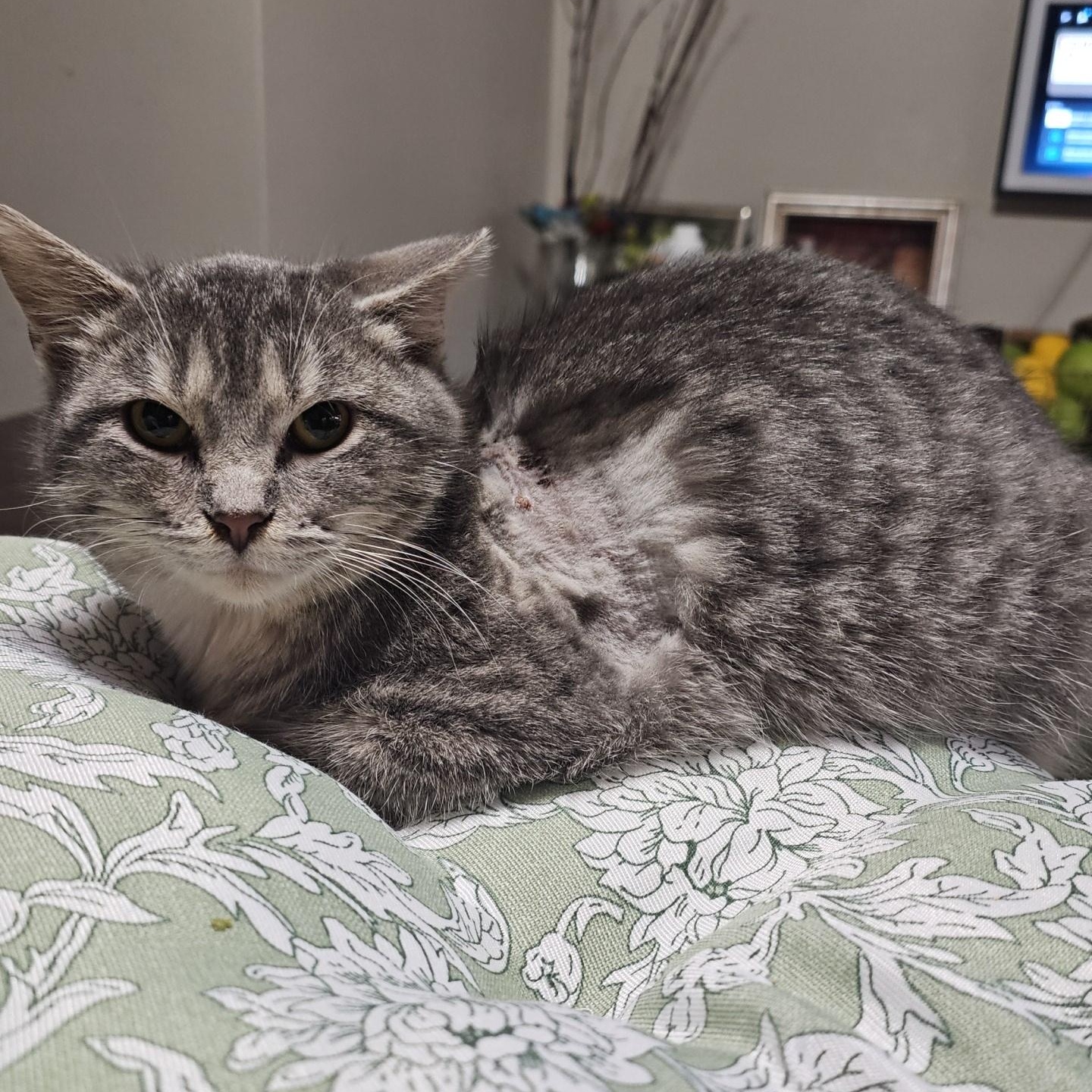 Enlarge Gully, a ADOPTABLE Domestic Short Hair in Pardeeville, WI image 3/4