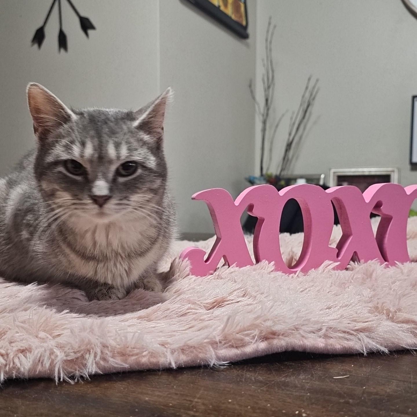 Gully, ADOPTABLE, Young Female Domestic Short Hair.