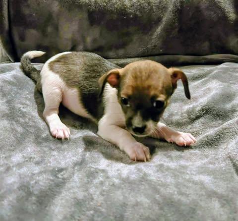 Nelson Liam, an adopted Chihuahua in Zuni, VA image 5/5