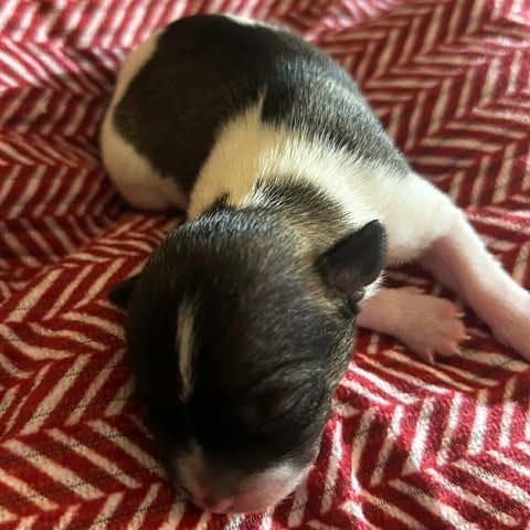 Nelson Liam, an adopted Chihuahua in Zuni, VA image 2/5