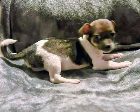 Nelson Liam, an adopted Chihuahua in Zuni, VA image 4/5