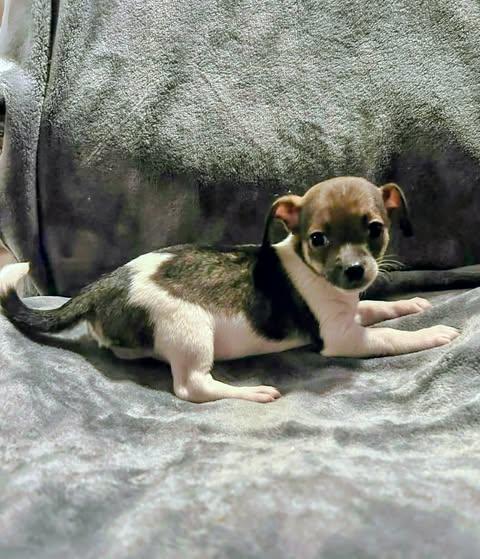 Nelson Liam, an adopted Chihuahua in Zuni, VA image 1/5