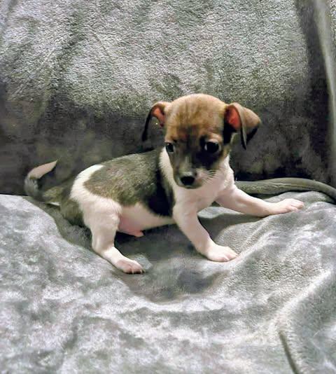 Nelson Liam, an adopted Chihuahua in Zuni, VA image 3/5