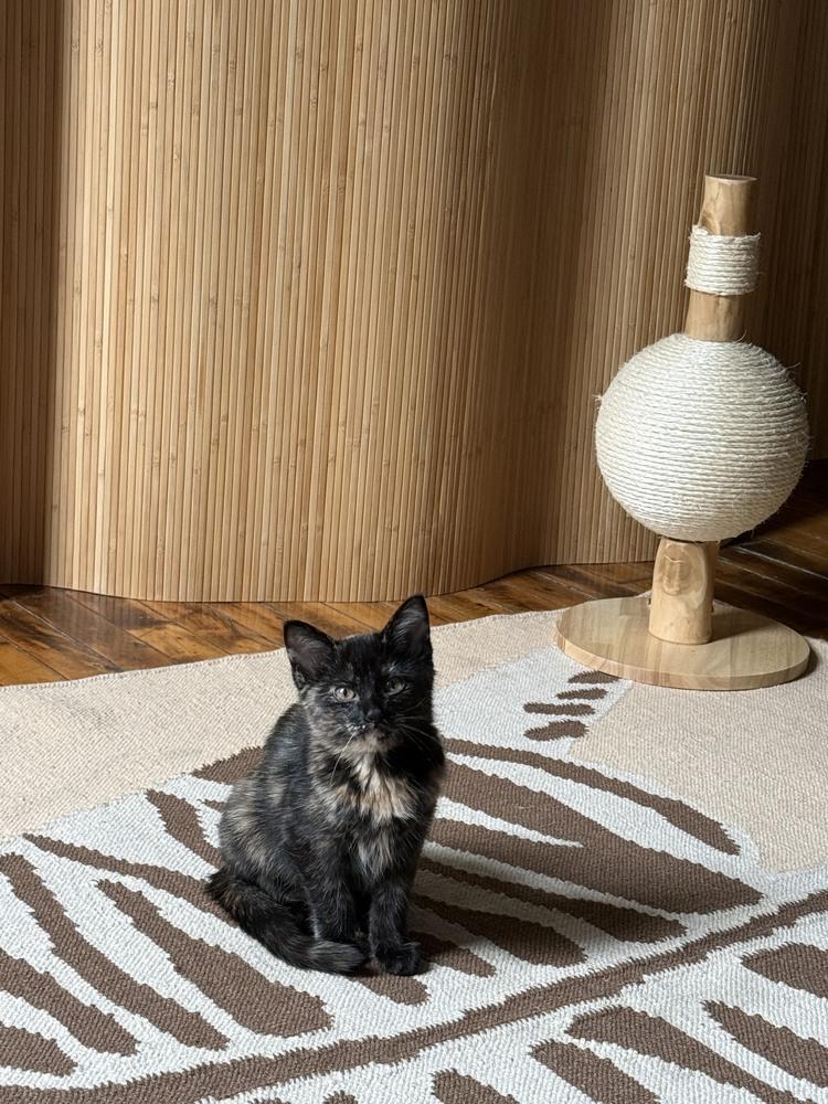 MIA, Adoptable, Young Female Domestic Short Hair.