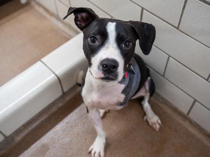 Elwood, Adoptable, Young Male Retriever & Hound.