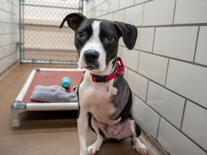 Enlarge Elwood, a Adoptable mixed breed in Golden Valley, MN image 2/2