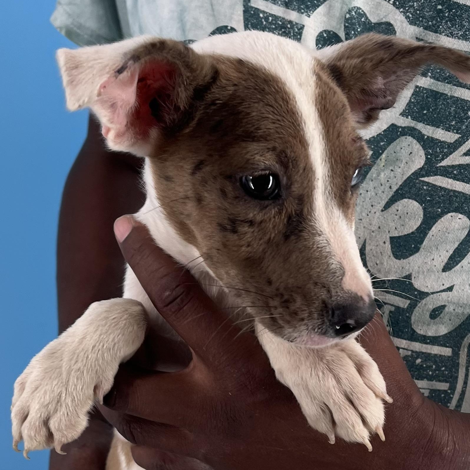 Ava - Local Sept 26-28