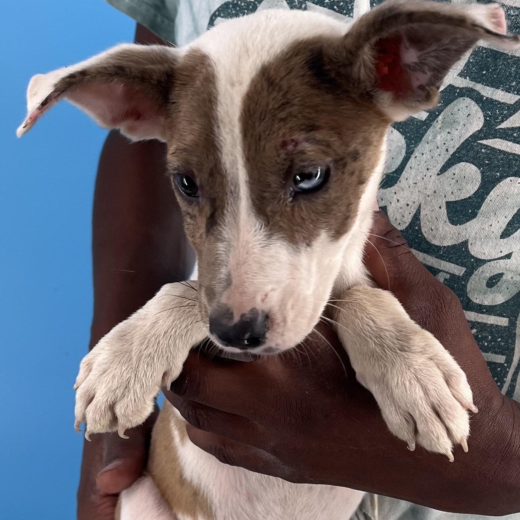 Ava - Local Sept 26-28