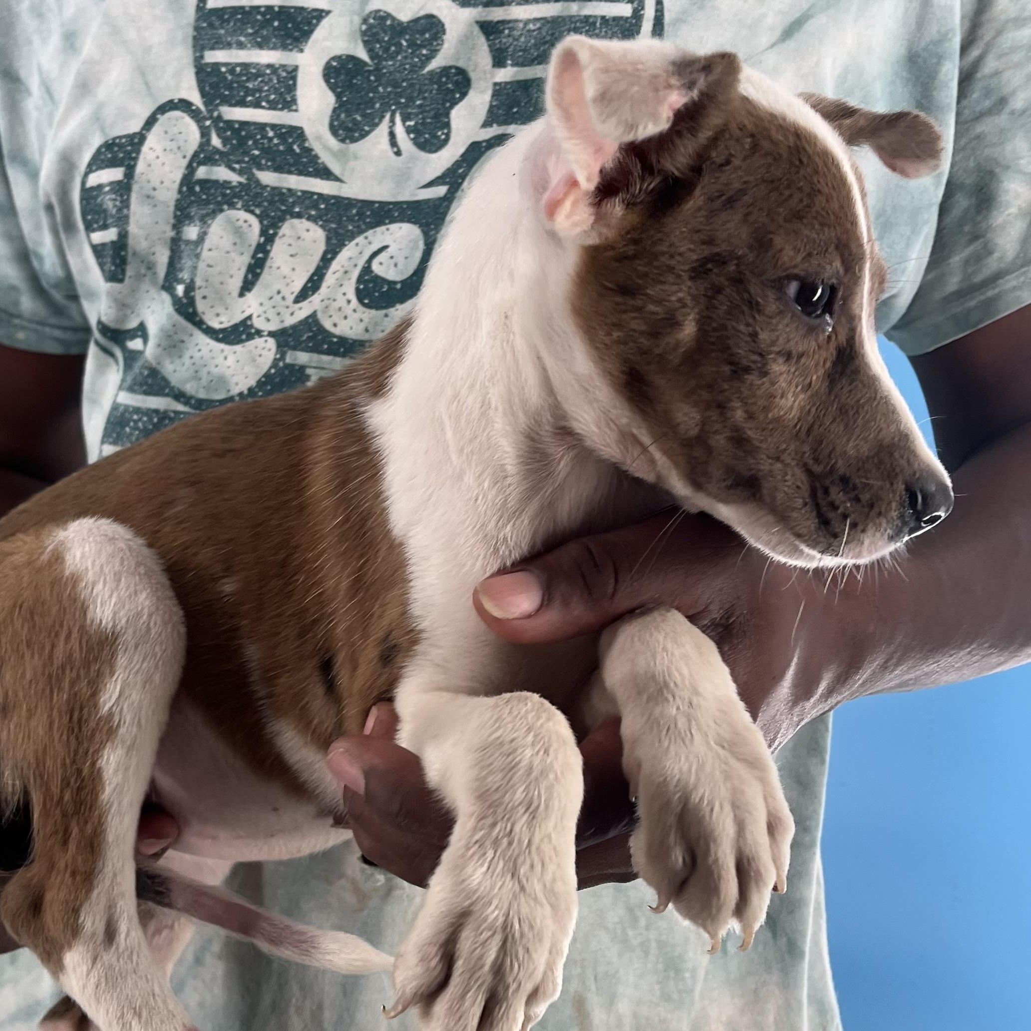 Ava - Local Sept 26-28