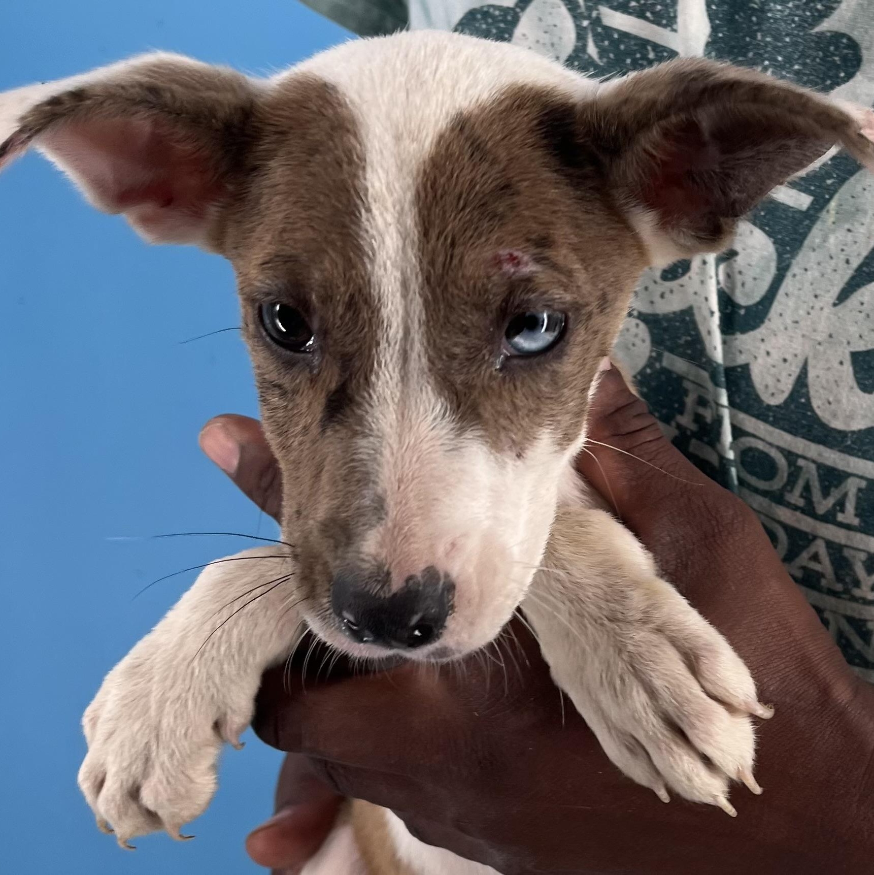 Ava - Local Sept 26-28