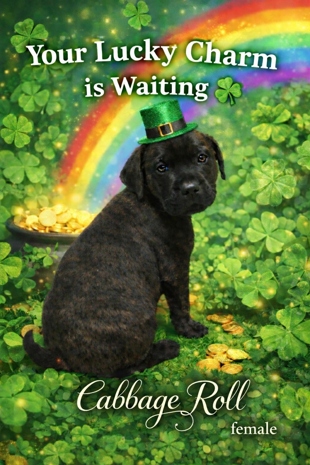 Cabbage Roll, ADOPTABLE, Puppy Female Chocolate Labrador Retriever.