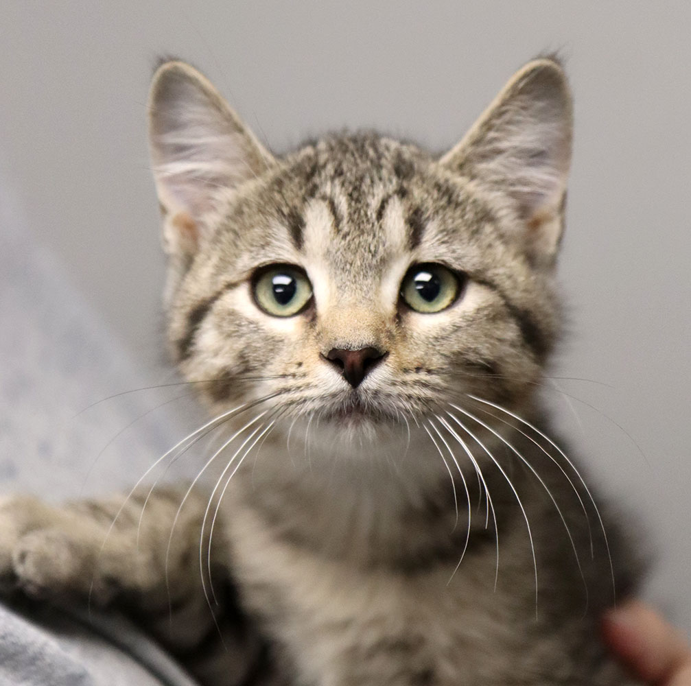 Cat for adoption Matilda (AO32356), a Tabby in Kansas City, KS
