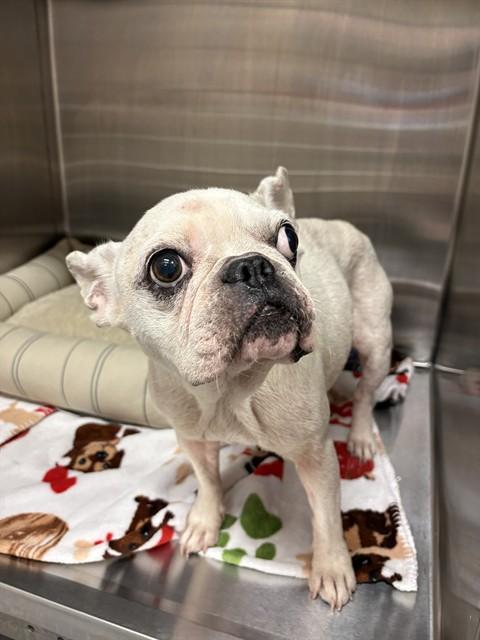 MS DAISY, Adoptable, Adult Female French Bulldog.
