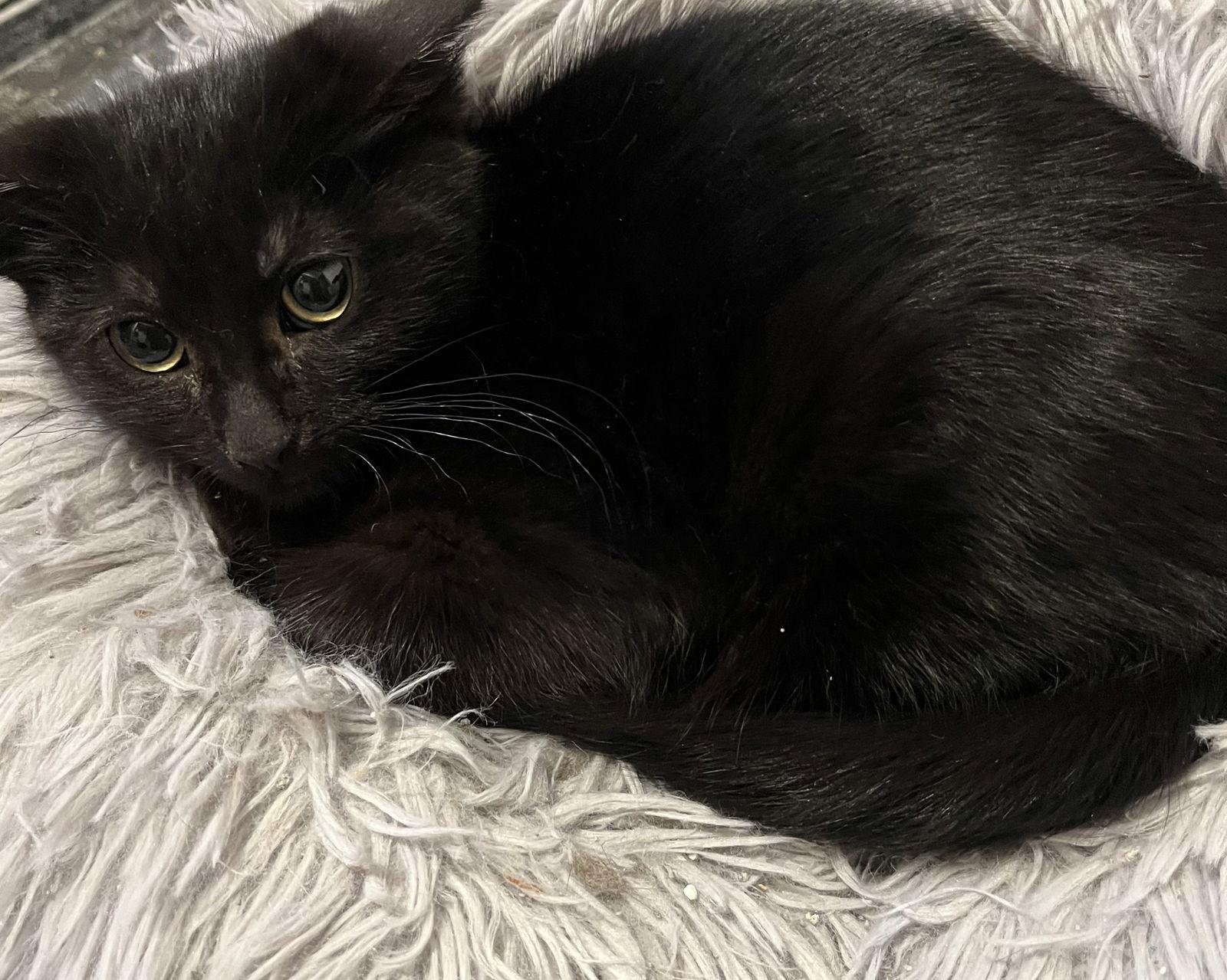 Enlarge Houdini, a Adoptable Domestic Short Hair in Zimmerman, MN image 1/2