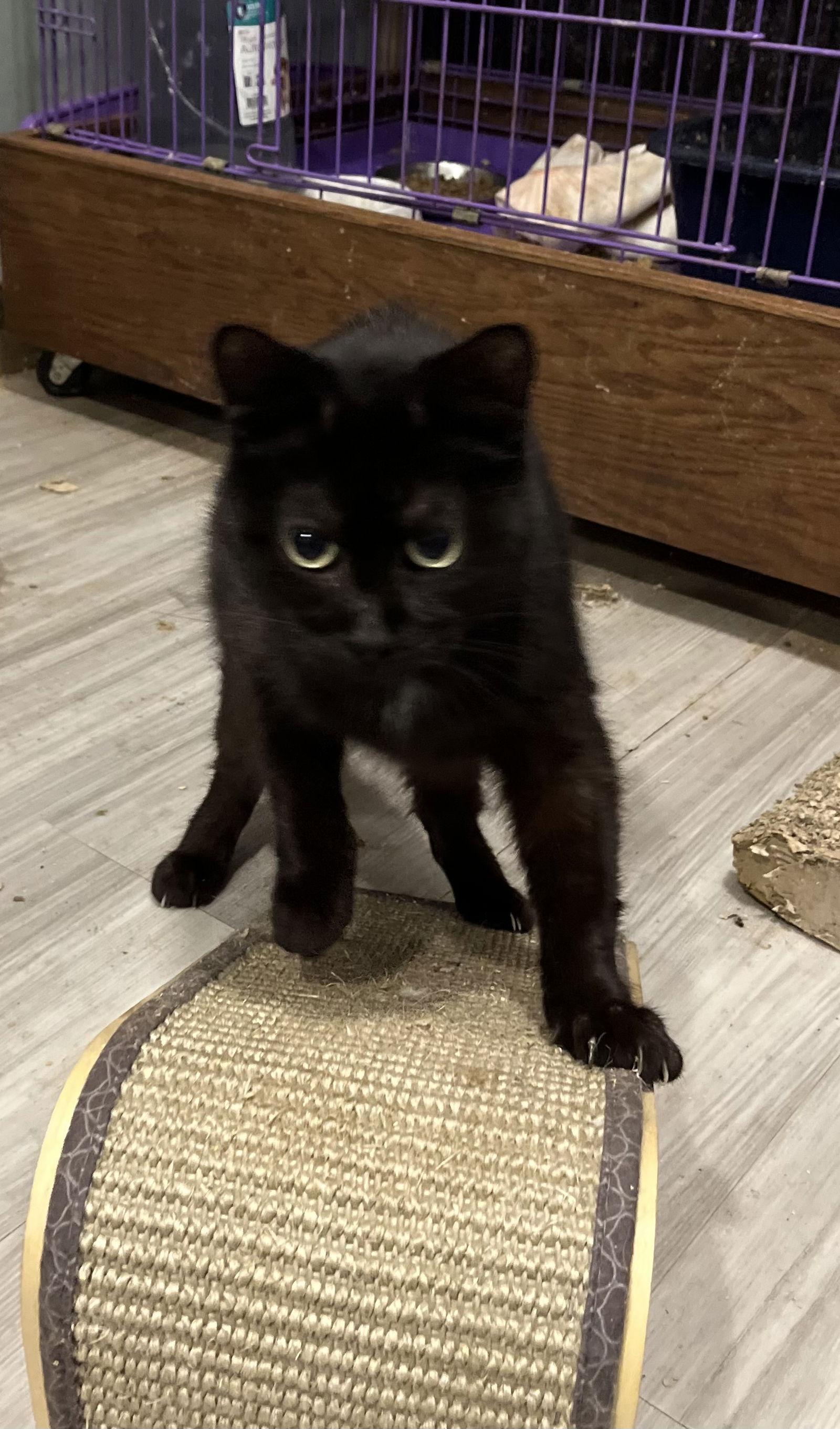 Houdini, Adoptable, Kitten Female Domestic Short Hair.