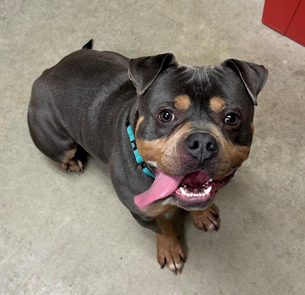 Rocky, adopted, Adult Male American Bully.