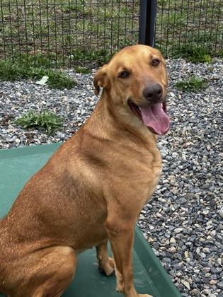 Enlarge Royal, a Adoptable mixed breed in Cumberland, MD image 1/3