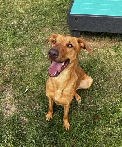 Enlarge Royal, a Adoptable mixed breed in Cumberland, MD image 2/3