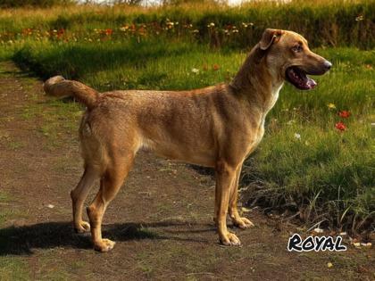 Enlarge Royal, a Adoptable mixed breed in Cumberland, MD image 3/3