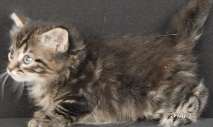 Enlarge Orbit, a Adoptable Tabby in Newland, NC image 2/2