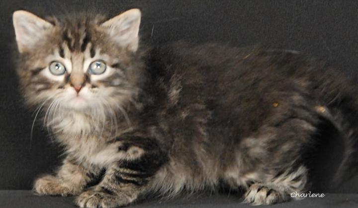 Orbit, Adoptable, Kitten Male Tabby.