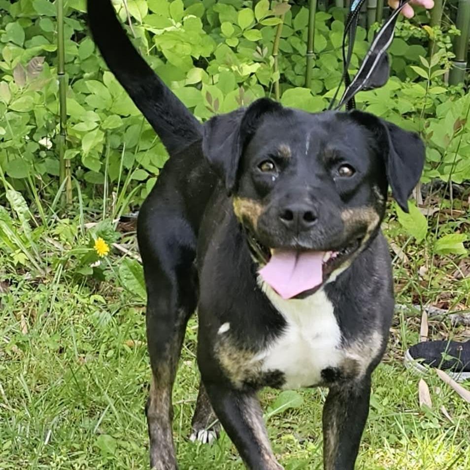 Peggy Sue, Adoptable, Young Female Beagle & Shepherd.