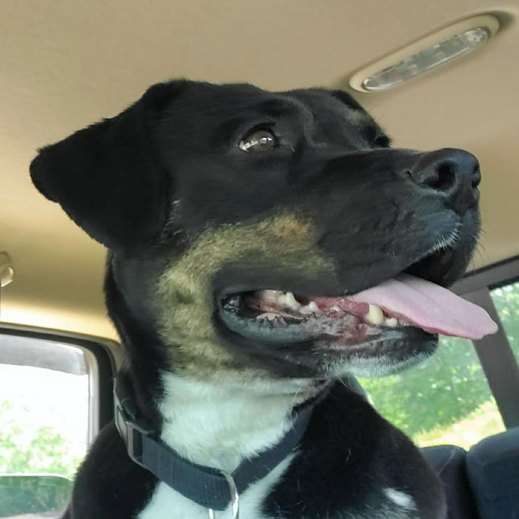 Enlarge Peggy Sue, a Adoptable mixed breed in Gainesboro, TN image 2/3