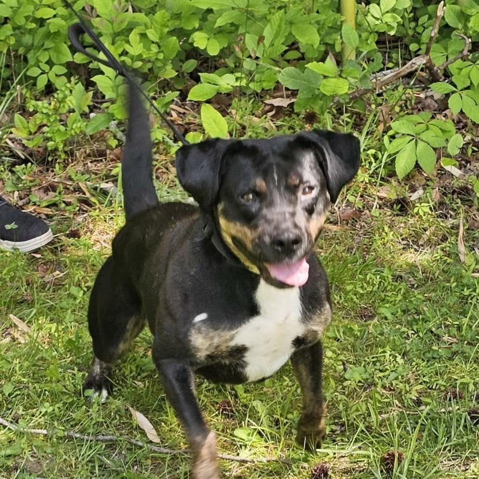 Enlarge Peggy Sue, a Adoptable mixed breed in Gainesboro, TN image 3/3