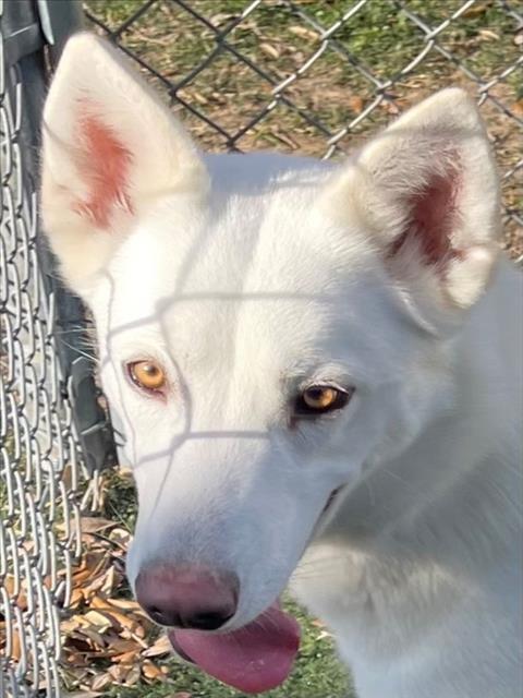 JENNA, Adoptable, Young Female Husky.